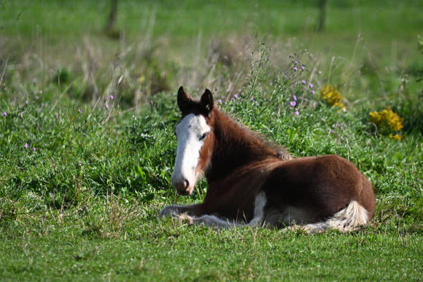 istock Heavy Horse Clydesdale colt resting 1710507178