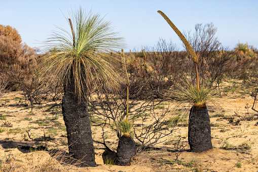 Burnt and flowering Grass Trees, Kalbarri National Park Western Australia