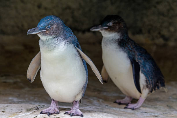 Australian Little Penguin