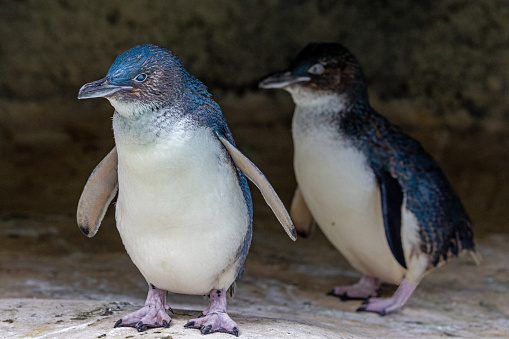 A closeup shot of an adorable penguin lying on its belly in front of a blurred background