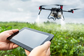 drone control on the farmer's field. Modern technologies in agriculture. industrial drone flies over green field and sprays useful pesticides to increase productivity and destroys harmful insects.
