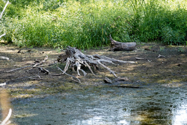 a dead weathered stump looks like driftwood as it is normally covered with lake water.  It sits high and dry as the lake water has receded