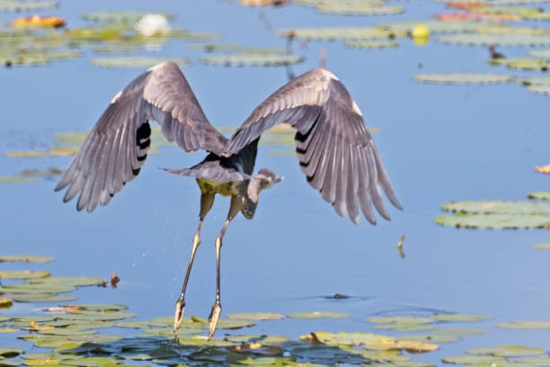 istock Great Blue Heron 20230909_ALX_7033 1710518910