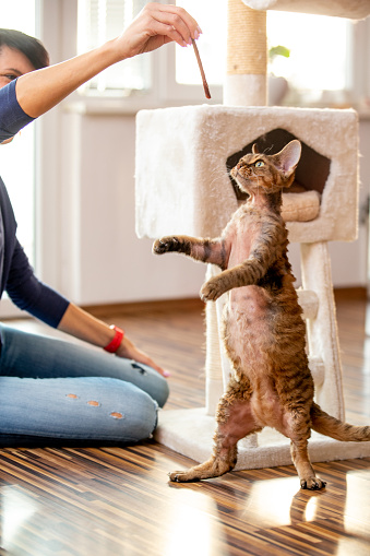 Devon rex cat standing on two legs to reach his favourite treat