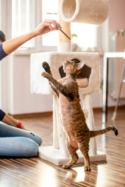 istock Devon rex cat standing on two legs to reach his favourite treat 1710520746