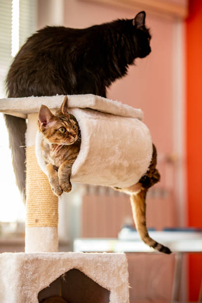 This close-up shot captures the serene image of an Abyssinian cat curled into a perfect circle, filling the entire space of a round nook on a milk-white cat tree. The soft curves of the cat blend seamlessly with the plush surface, evoking warmth and comfort. To the left, the beige parquet floor offers a warm, minimalist contrast, providing a balanced composition and a sense of spaciousness. A peaceful moment of feline relaxation and cozy home.