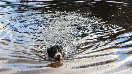 Bernese Mountain dog swimming in the river in early winter.