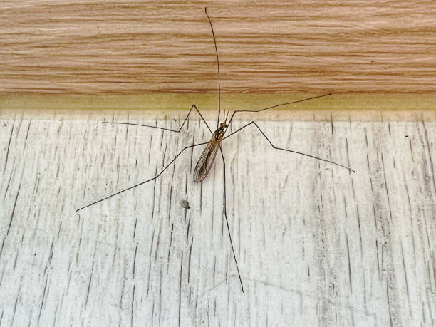 istock The small insect has six legs and long legs 1710523103
