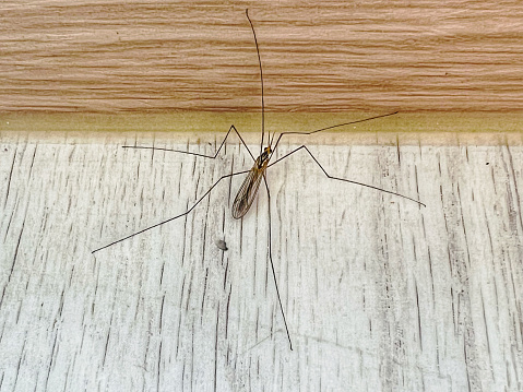 แมลงตัวเล็กที่มีขาถึง6ขา  และขาที่ยาวกว่าลำตัวของมัน