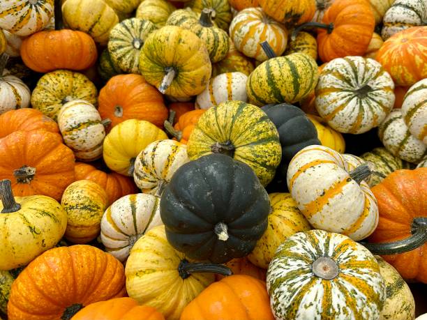 istock Pumpkin Harvest Autumn Season 1710523178