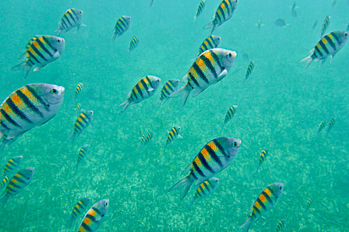 School of Sergeant Major Fishes