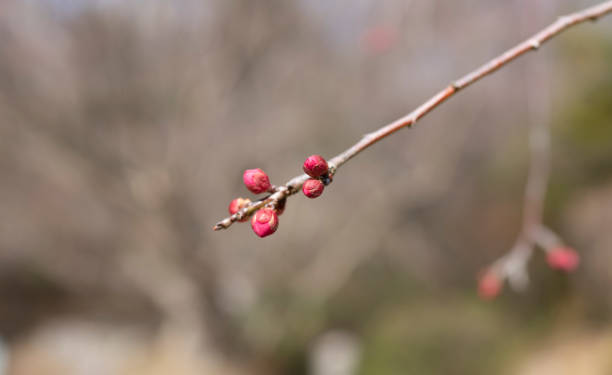 istock Promise of Spring: Plum Blossom Buds and Sky 1710525215
