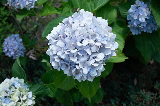 Gentle Azure Blooms: Delicate Hydrangea in Pale Blue