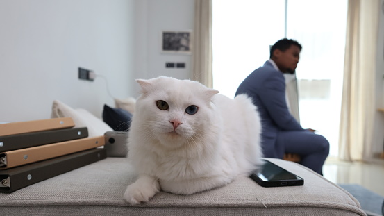 A young businessman has a cute white cat as a pet at home.