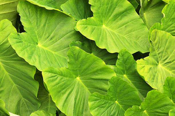 taro elefante orecchio colocasia foglie pianta - plant size foto e immagini stock