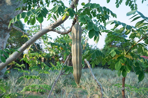 Selectively focus on the MORINGA OLEIFERA fruit hanging on the tree