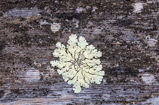 Photograph of white mould on the surface of a wooden outdoor table in a domestic garden