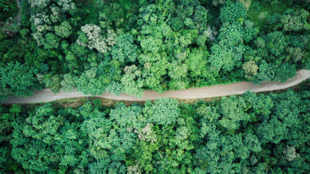 istock Top down view from drone over a small dirt road with trees and forest around, transportation, dirt access, nature, aerial landscape, panorama 1710556799