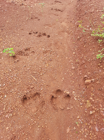 Footprint of a tapir (Tapirus terrestris) on the red earth, animal path, in a farm area