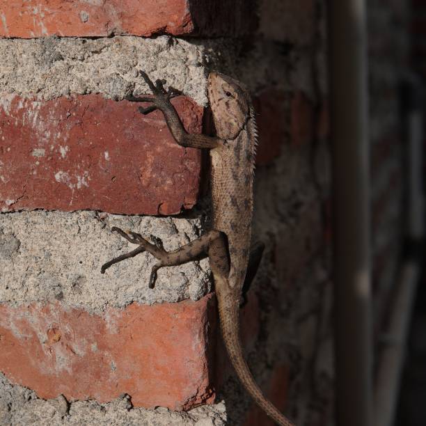 istock calotes versicolor or (oriental garden lizard, garden lizard, Indian garden lizard, common garden lizard, bunglon taman) perched on the wall 1710595724