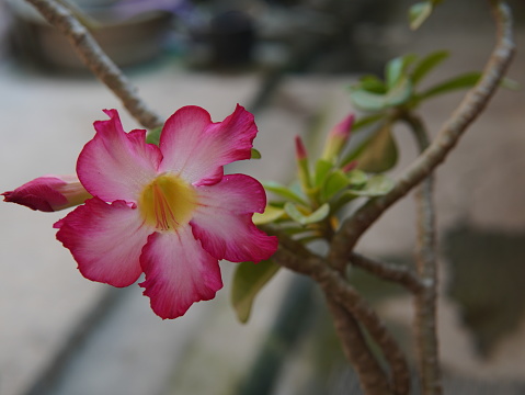 beautiful pink flowers of the Adenium obesum plant or (Desert Rose, Impala Lily, 沙漠玫瑰, 富贵花, Kamboja Jepang)