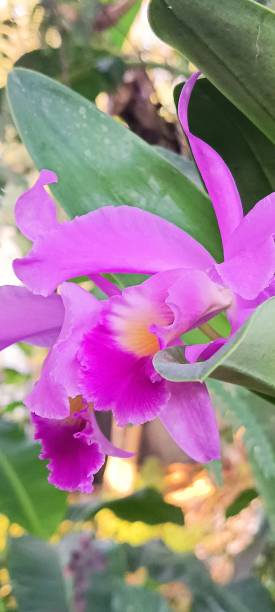 istock The cattleya labiata, also known as the crimson cattleya or ruby-lipped cattleya 1710618305