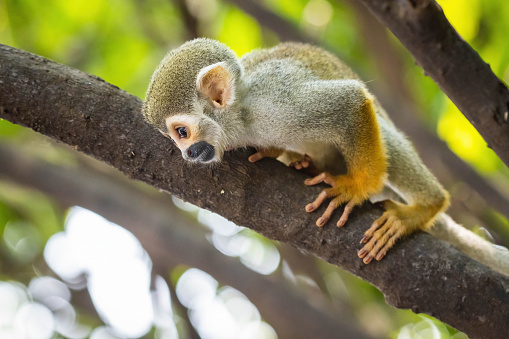 Cute portrait of squirrel monkey in amazon jungle forest