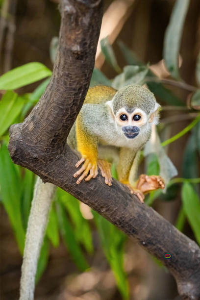 istock Cute portrait of squirrel monkey in amazon jungle 1710639079