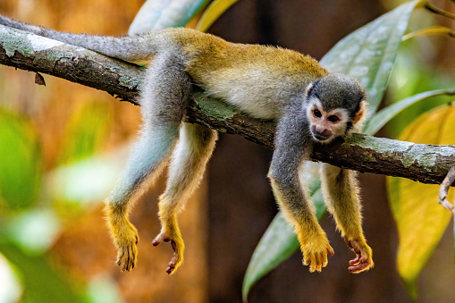Cute portrait of squirrel monkey resting in amazon jungle forest
