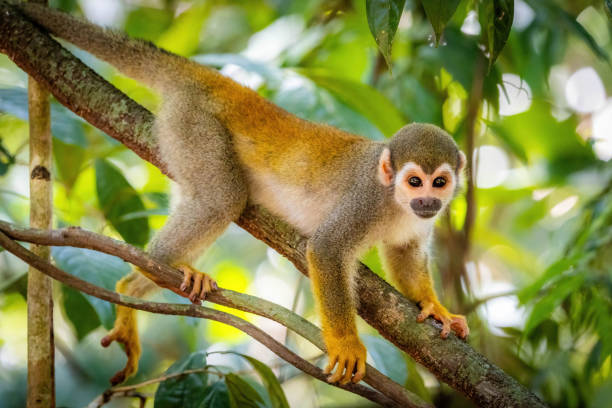 istock Cute portrait of squirrel monkey in amazon jungle 1710639198