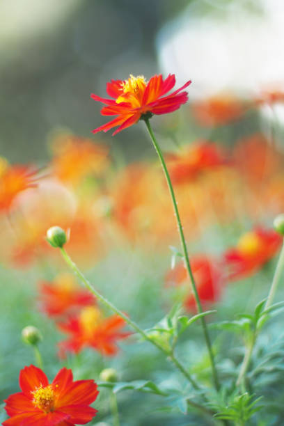istock orange cosmos flowers on the defocused background 1710651319