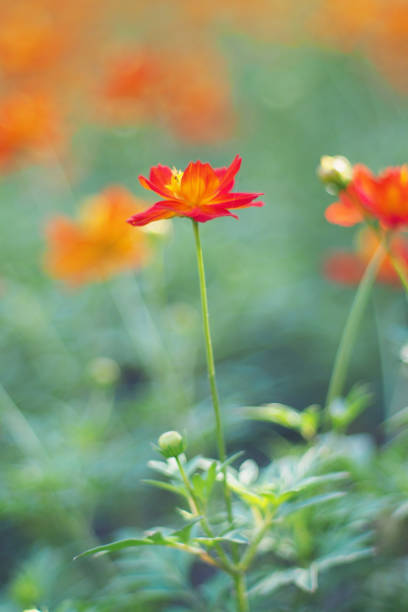 istock orange cosmos flowers on the defocused background 1710651323