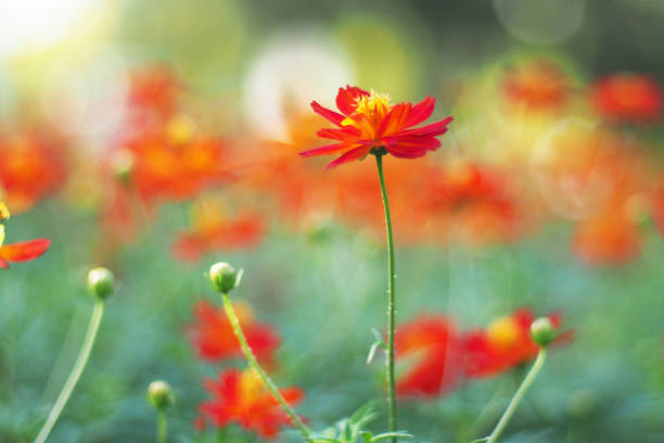 istock orange cosmos flowers on the defocused background 1710651326