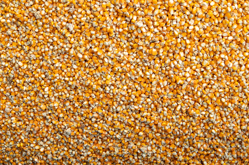 Yellow-brown agricultural corn texture background