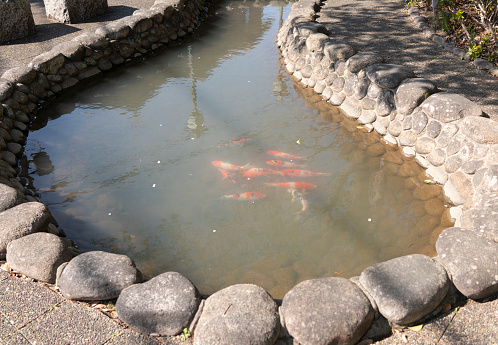 Immerse yourself in the captivating world of Nishikigoi, where the vibrant colors and graceful movements of these ornamental carp create an exquisite aquatic ballet. Each Koi tells a story of elegance, embodying the artistry of nature beneath the reflective surface of tranquil waters.