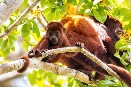 Baby Purus Red Howler monkey on the tree in the jungle