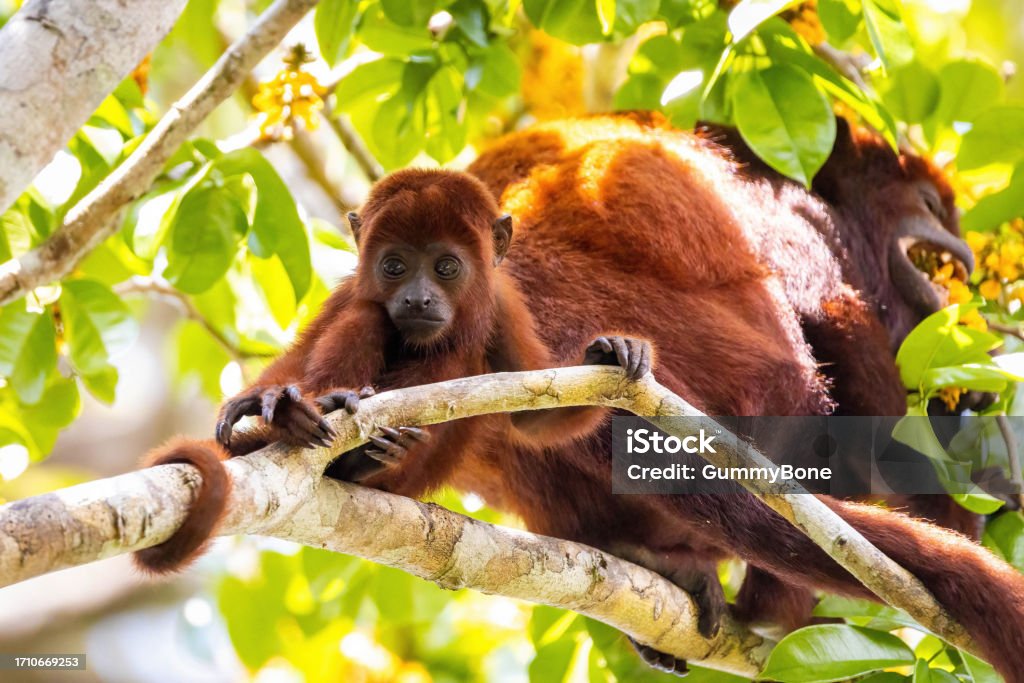 Baby Purus Red Howler monkey on the tree in the jungle Baby Purus Red Howler monkey on the tree in the jungle Amazon Amazon Rainforest Stock Photo