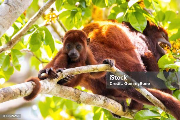 Baby Purus Red Howler Monkey On The Tree In The Jungle Stock Photo - Download Image Now