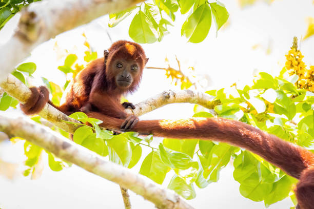 istock Baby Purus Red Howler monkey on the tree in the jungle 1710669254