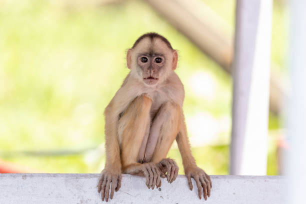 An adult capuchin monkey carries its baby on its back while walking on the ground in a natural setting during daylight. The image captures a tender moment of animal bonding, highlighting maternal care and wildlife behavior in a tropical or zoo-like environment. The fur, posture, and alert expression of the monkey emphasize the natural instincts and beauty of this small primate species.