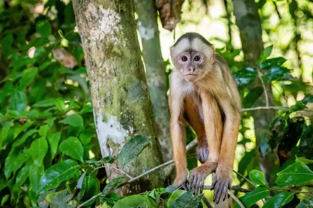 Cute close-up amazon capuchin monkey outdoors on a tree