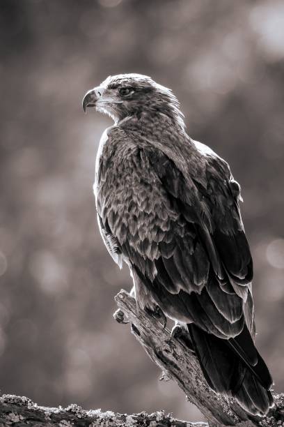 istock Close-up of a Tawny Eagle (Aquila rapax) perched on a tree branch 1710672358