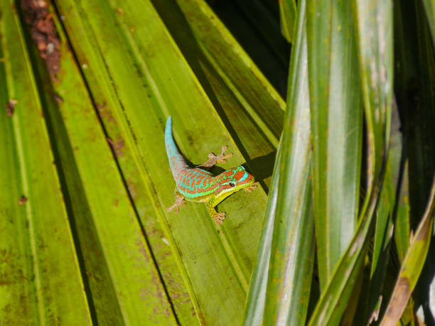 istock Ornate day Gecko on palm tree leaf 1710674054