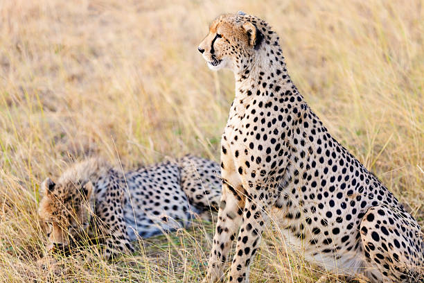 istock Cheetahs in Masai Mara 171067417