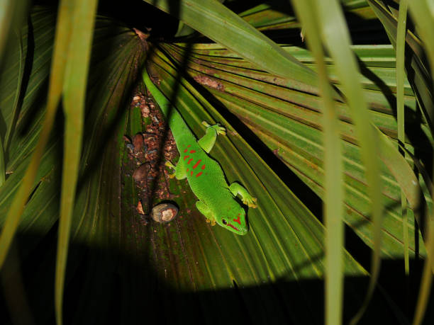istock Madagascar giant day gecko - Phelsuma grandis 1710674586