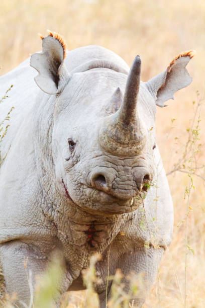 istock Black Rhino in Nakuru Park 171067467