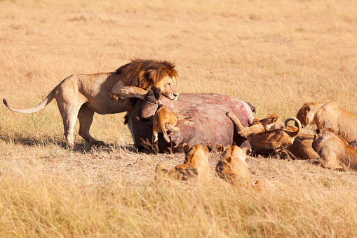 Pride of lions eating a pray in Masai Mara, Kenya