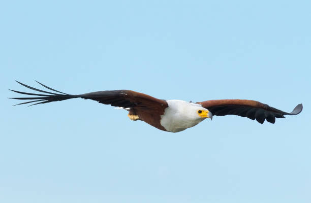 istock Fish Eagle in Naivasha Lake 171067585