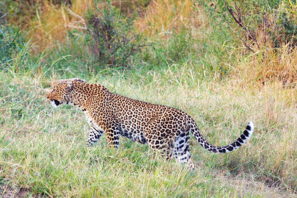 istock Female leopard in Masai Mara 171067609