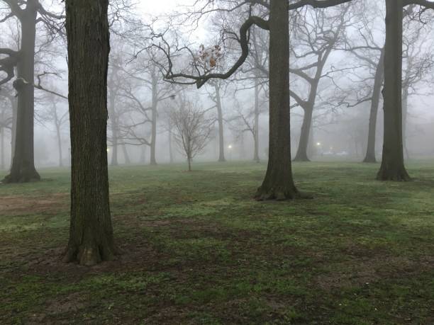 istock Enchanted Morning Mist in Queens NY Forest 1710677218